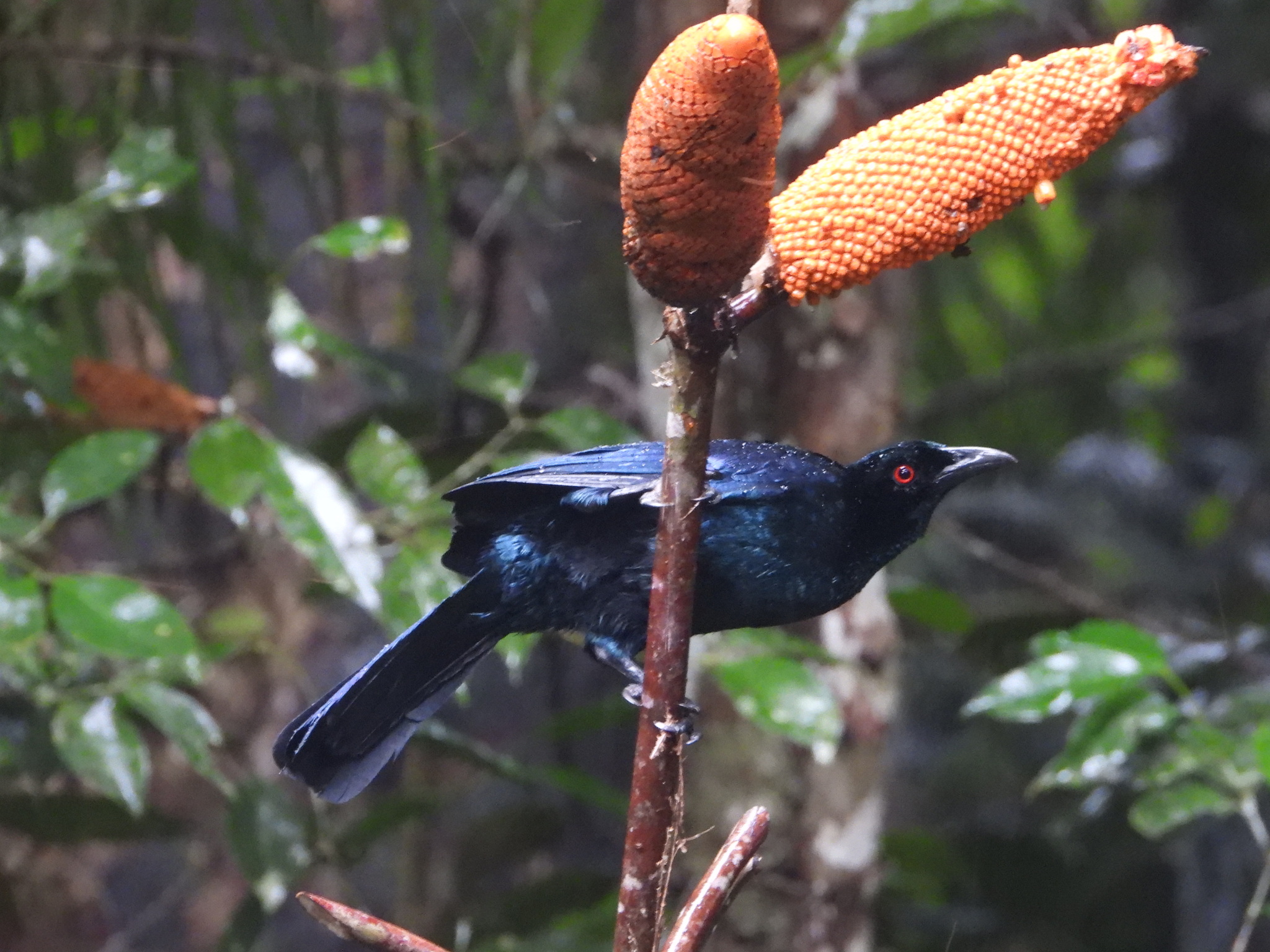 Glossy-mantled Manucode (Manucodia ater), photo 1