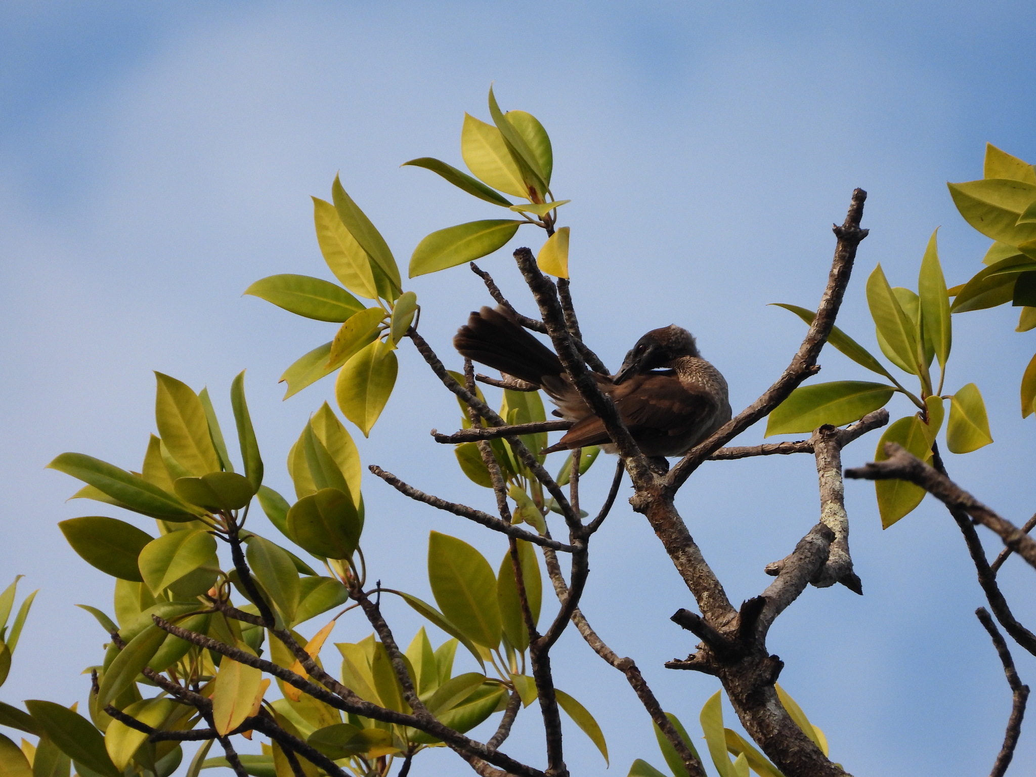 Helmeted Friarbird (Philemon buceroides), photo 7