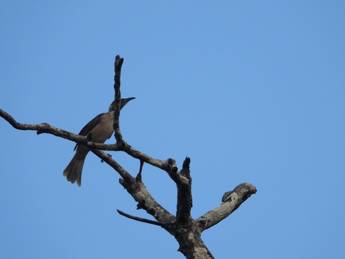 Helmeted Friarbird (Philemon buceroides), photo 3