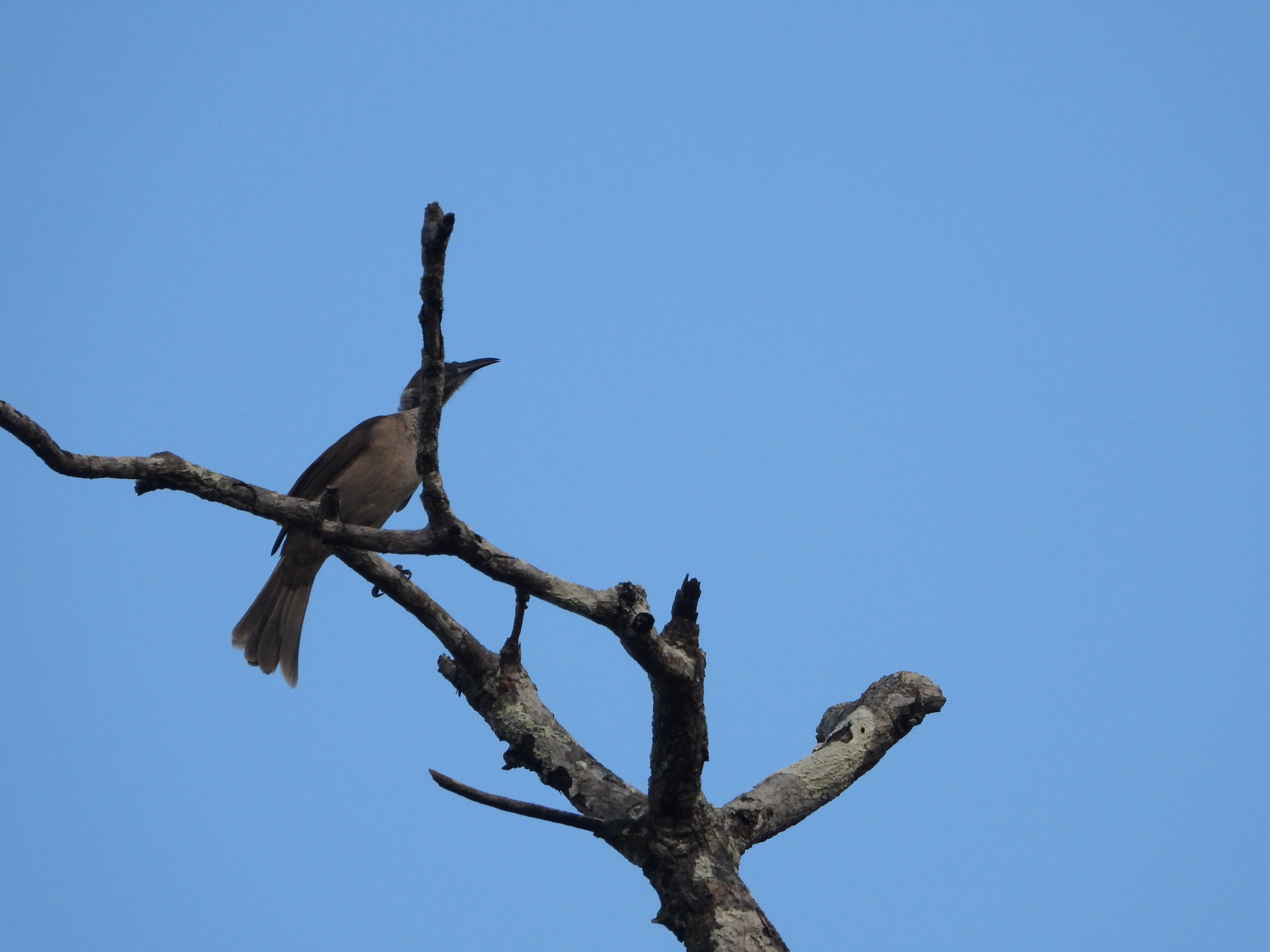 Helmeted Friarbird (Philemon buceroides), photo 3