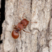 Meranoplus hilli - Photo (c) Andrew Allen, some rights reserved (CC BY), uploaded by Andrew Allen
