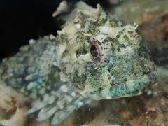 Taurulus bubalis