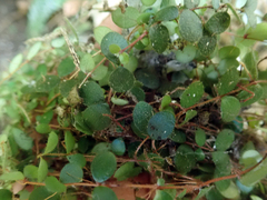 Metrosideros carminea