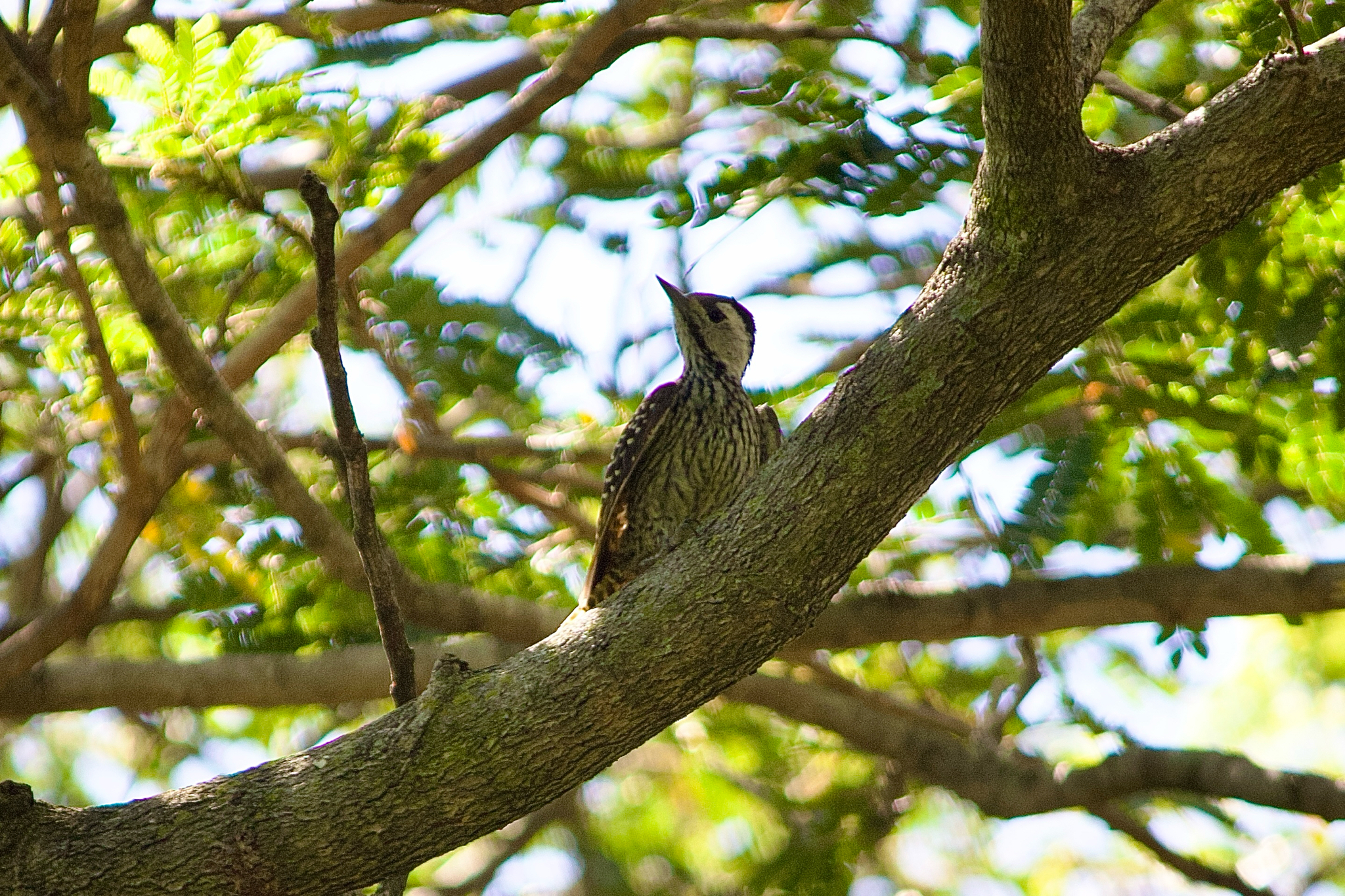 Cardinal Woodpecker (Dendropicos fuscescens), photo 3