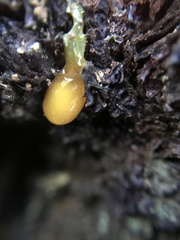 Sequoia sempervirens