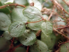 Metrosideros carminea