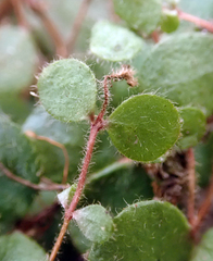 Metrosideros carminea