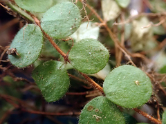 Metrosideros carminea