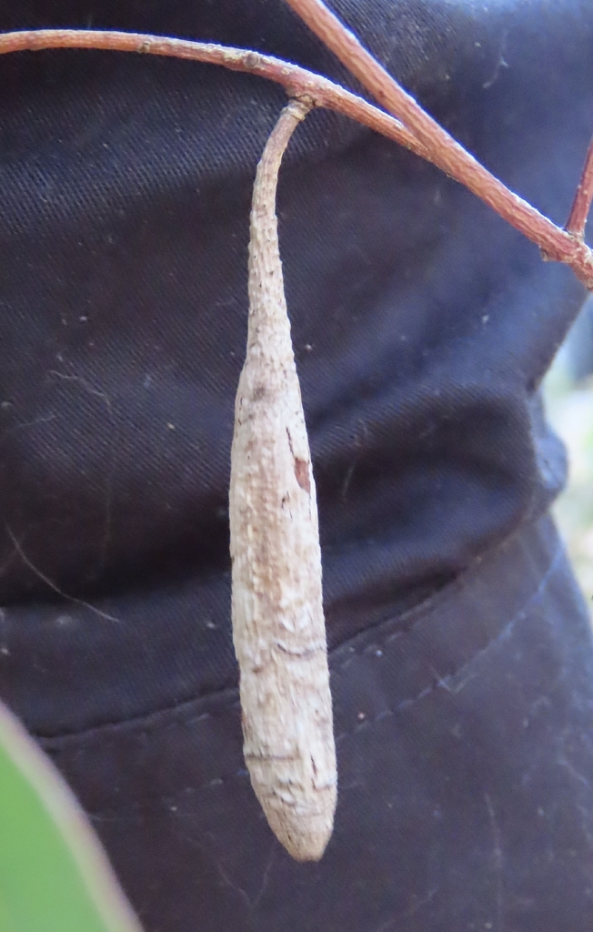 Apiomorpha pedunculata from Lowan Vale SA 5268, Australia on February ...