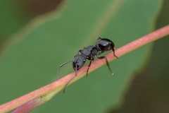 Polyrhachis phryne