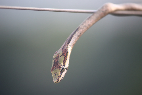 Twig Snake