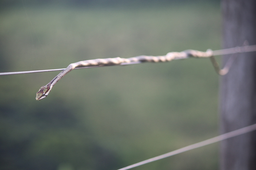Twig Snake