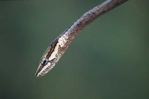 Twig Snake