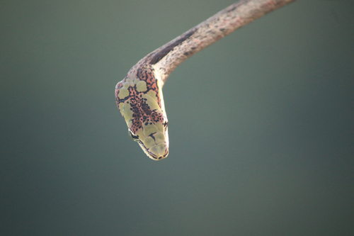 Twig Snake