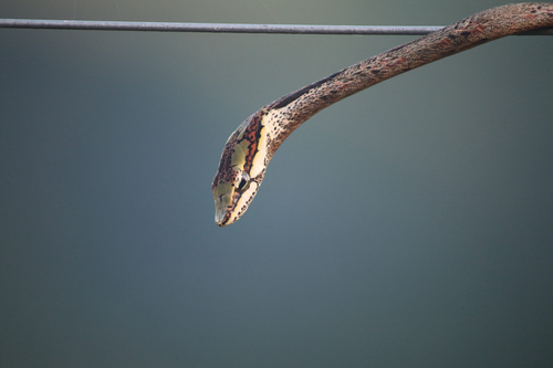 Twig Snake