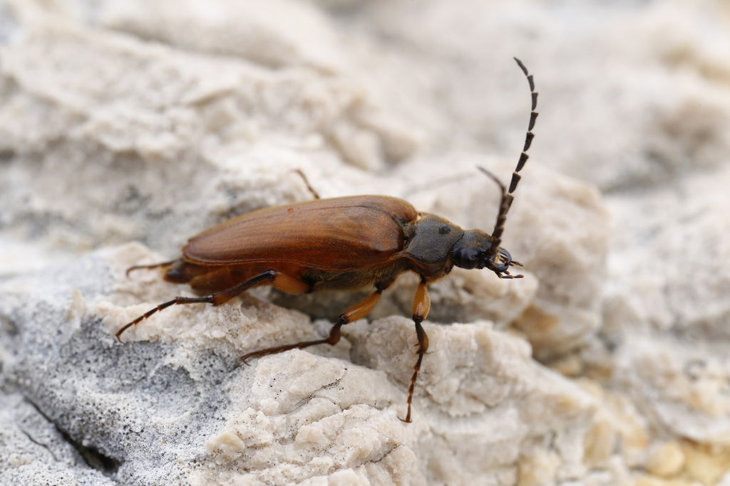 Cebrio insularis