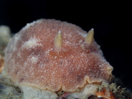 Geitodoris planata