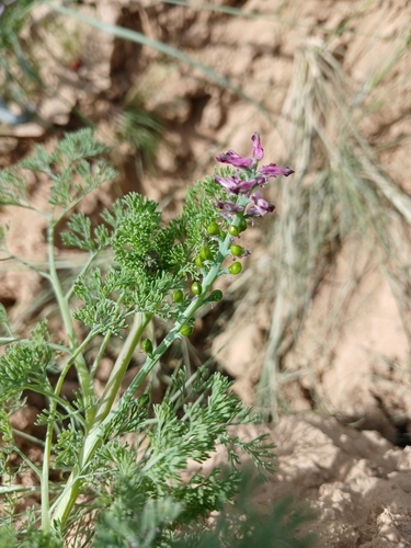 Fumaria densiflora, photograph 4