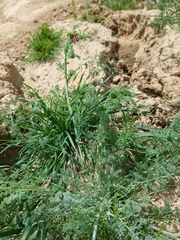 Fumaria densiflora, photograph (c) yelena_antipova, some rights reserved (CC BY)