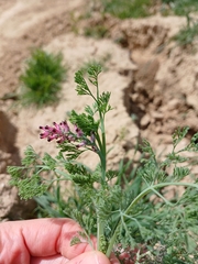 Fumaria densiflora, photograph (c) yelena_antipova, some rights reserved (CC BY)