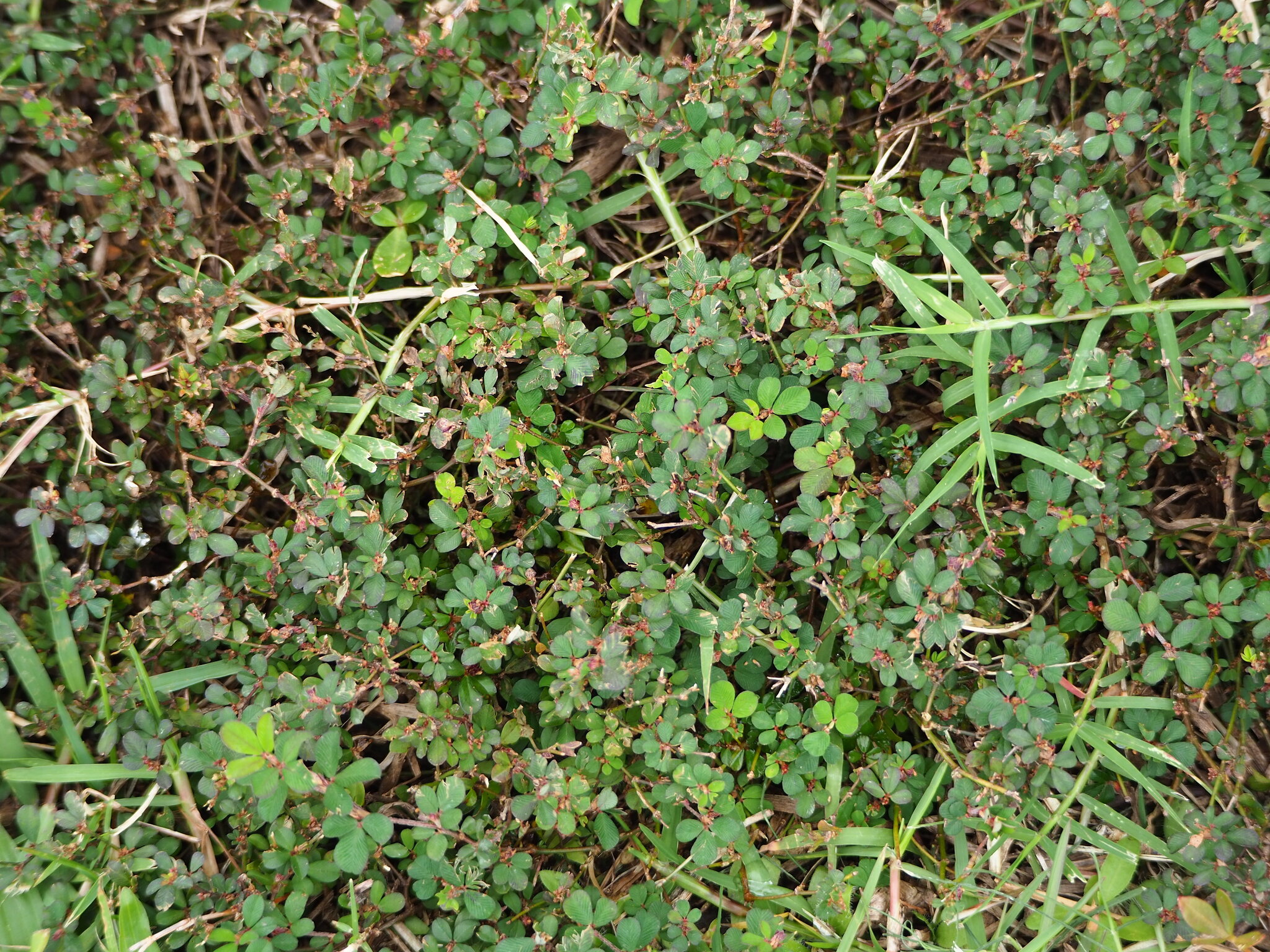Japanese Clover (Kummerowia striata)