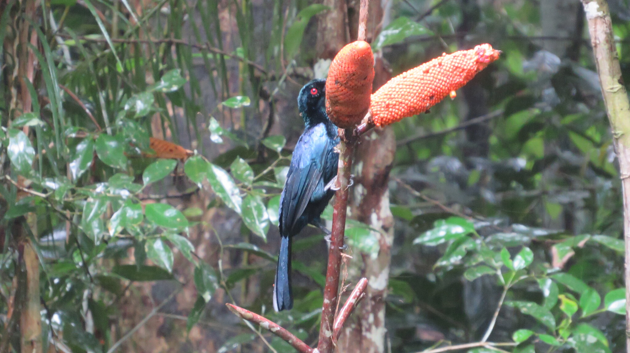 Glossy-mantled Manucode (Manucodia ater), photo 2