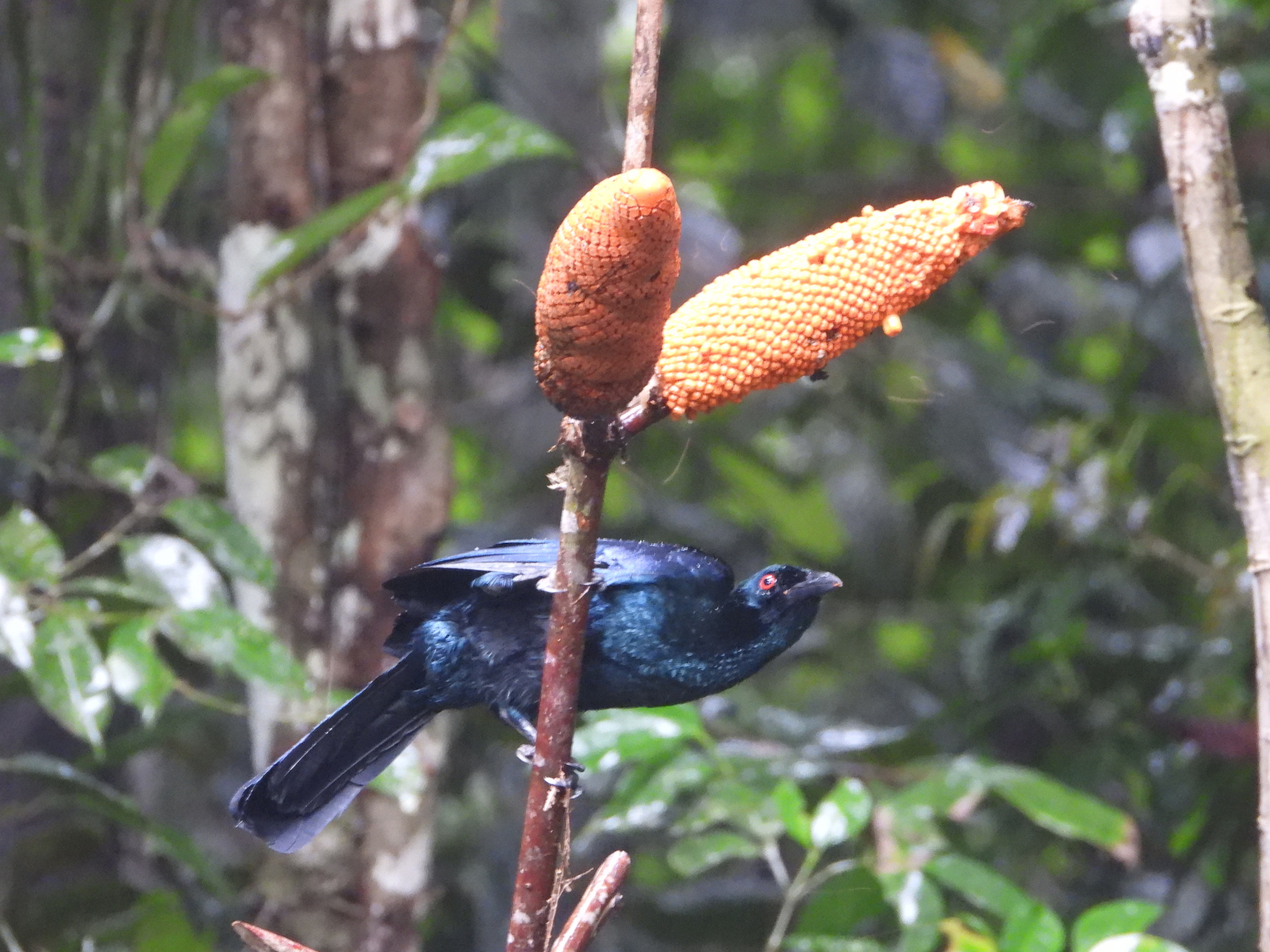 Glossy-mantled Manucode (Manucodia ater), photo 9