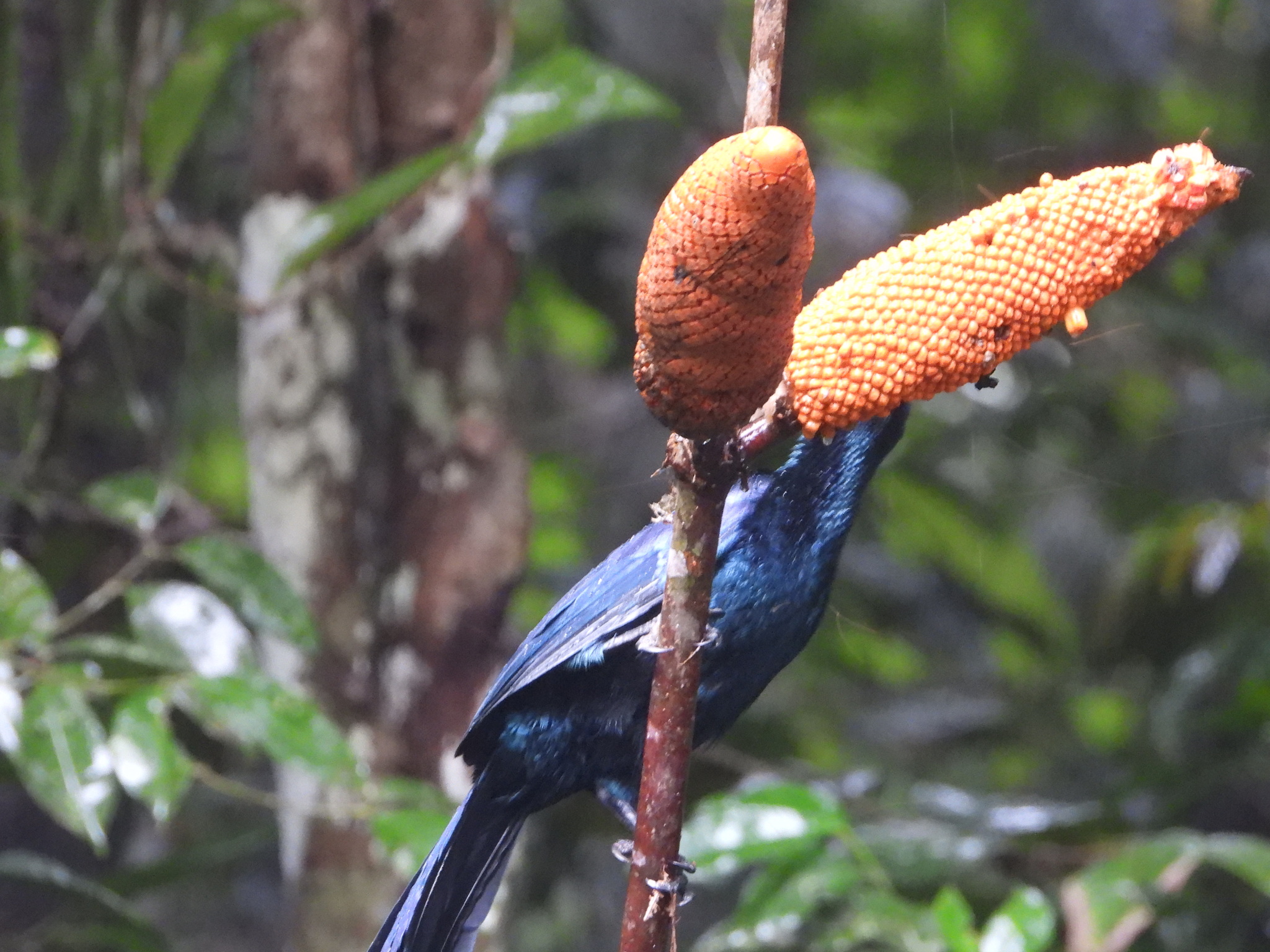 Glossy-mantled Manucode (Manucodia ater), photo 10
