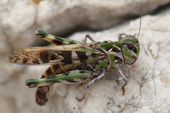 Oedaleus decorus