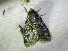 Platypolia anceps