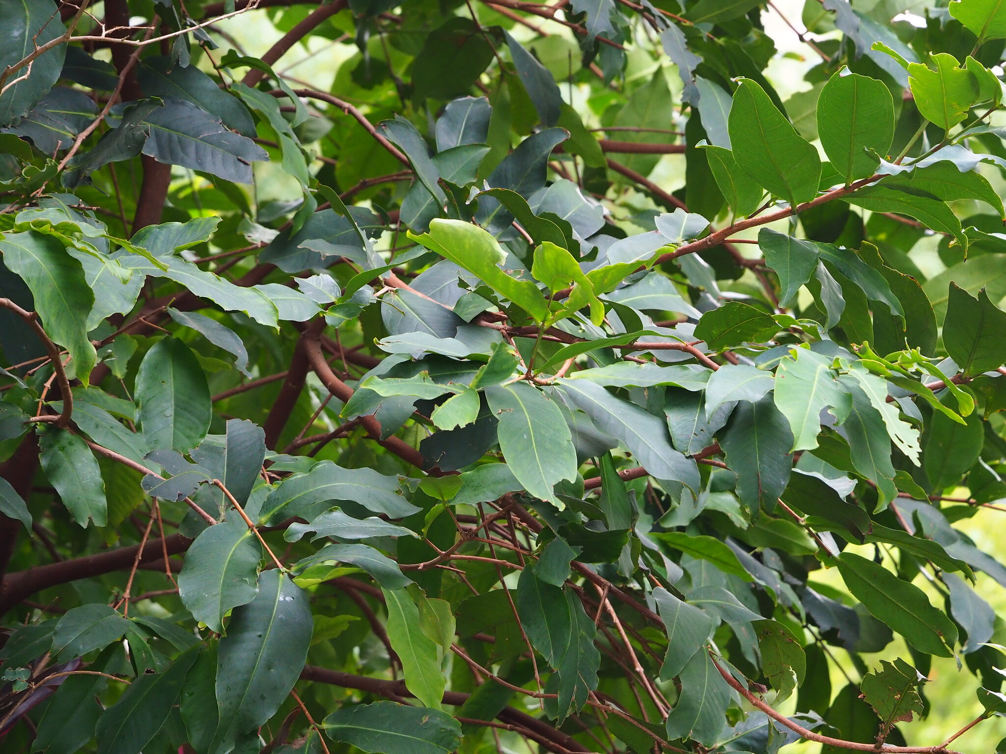 Wax Apple (Syzygium samarangense)