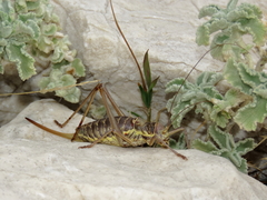 Ephippiger discoidalis