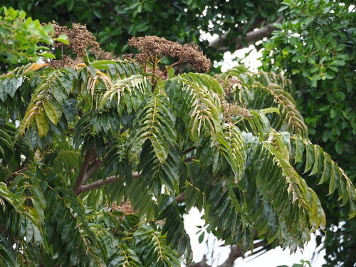 Zanthoxylum ailanthoides (Zanthoxylum ailanthoides)