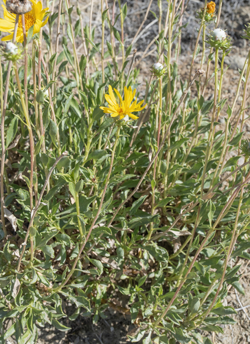 Shrubby Gumweed (Grindelia chiloensis)
