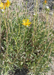 (c) Morten Ross, some rights reserved (CC BY) Grindelia chiloensis, photograph (c) Morten Ross, some rights reserved (CC BY)