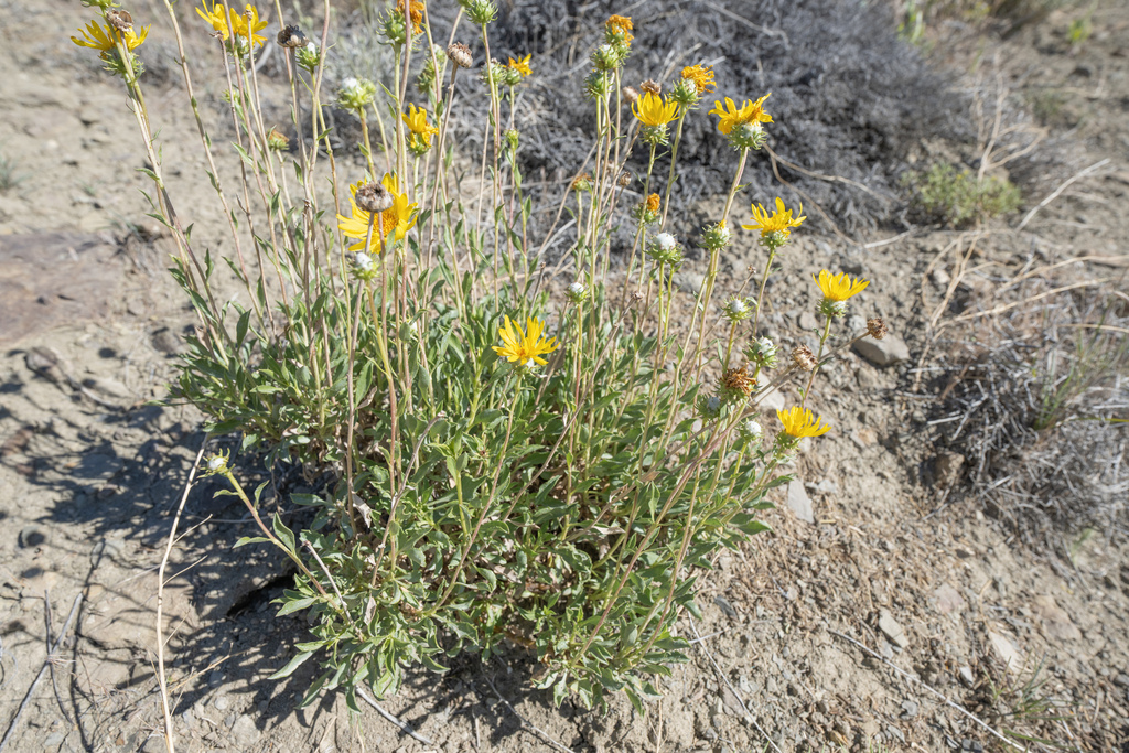 Grindelia chiloensis; photograph (c) Morten Ross, some rights reserved (CC BY)