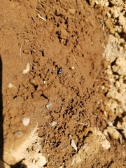 Eriopis magellanica