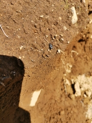 Eriopis magellanica