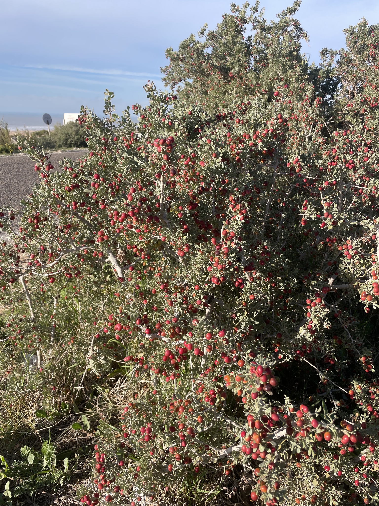Rhus albida