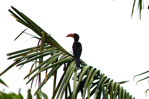 Crowned Hornbill (Lophoceros alboterminatus), photo 5