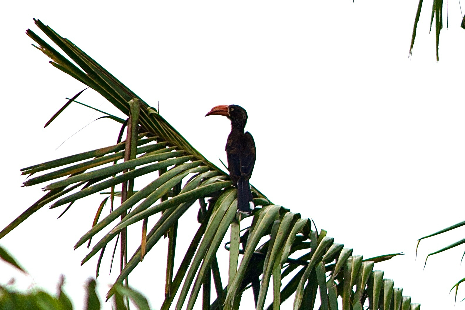 Crowned Hornbill (Lophoceros alboterminatus), photo 5
