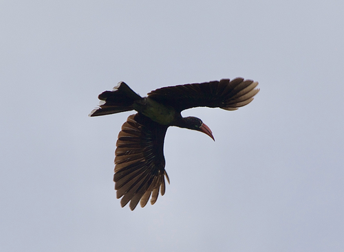 Crowned Hornbill (Lophoceros alboterminatus), photo 4