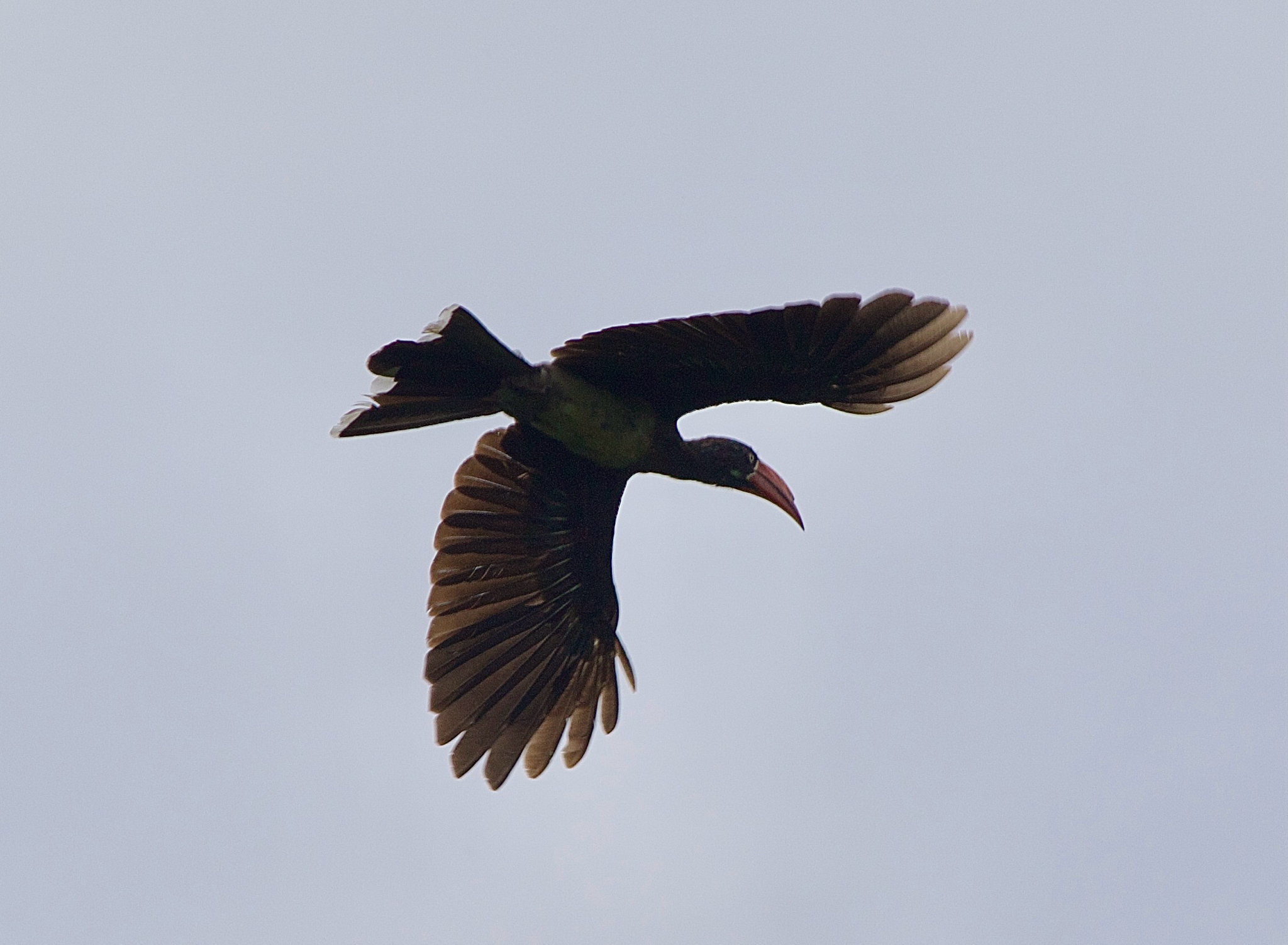 Crowned Hornbill (Lophoceros alboterminatus), photo 4