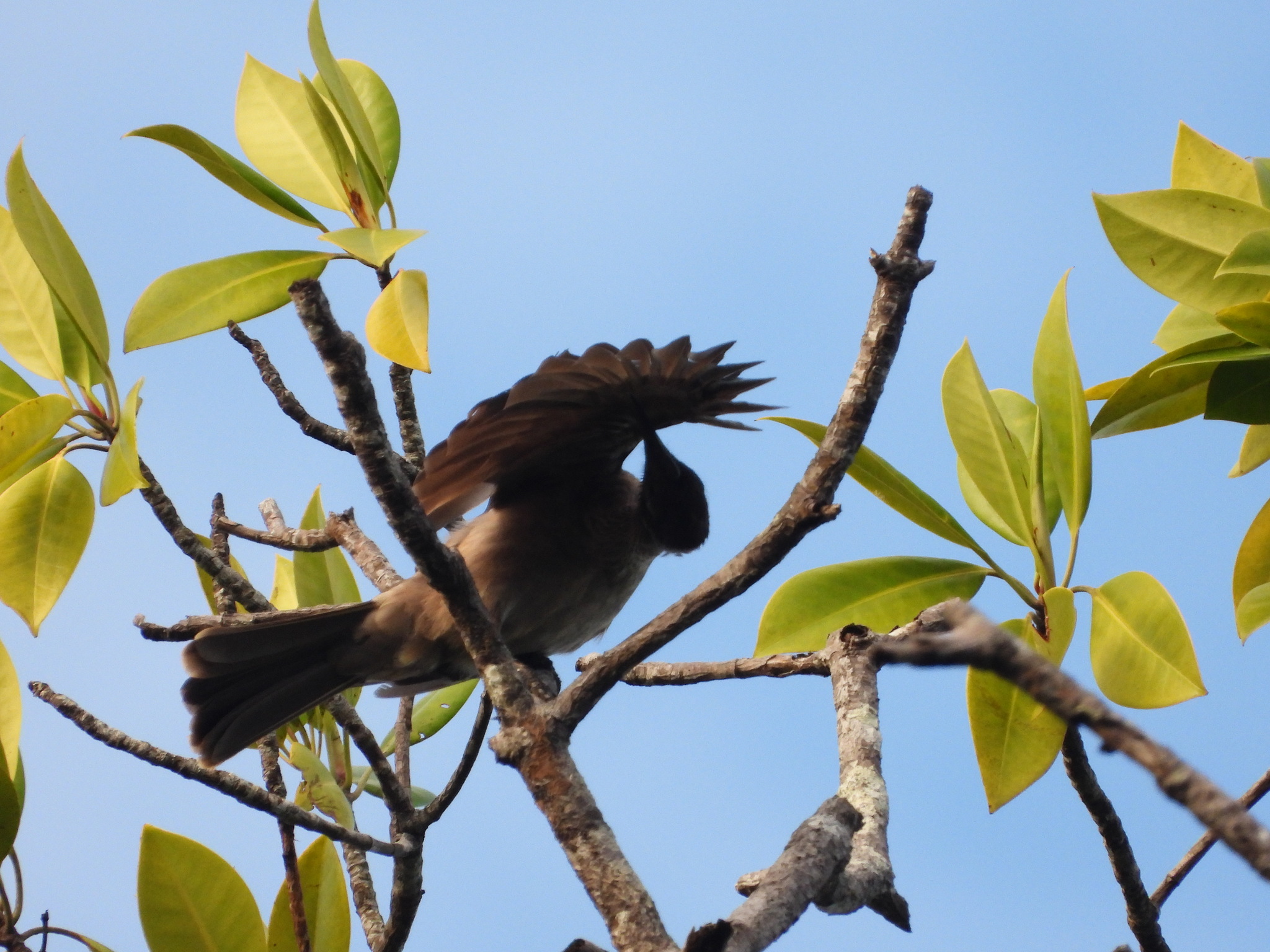 Helmeted Friarbird (Philemon buceroides), photo 8