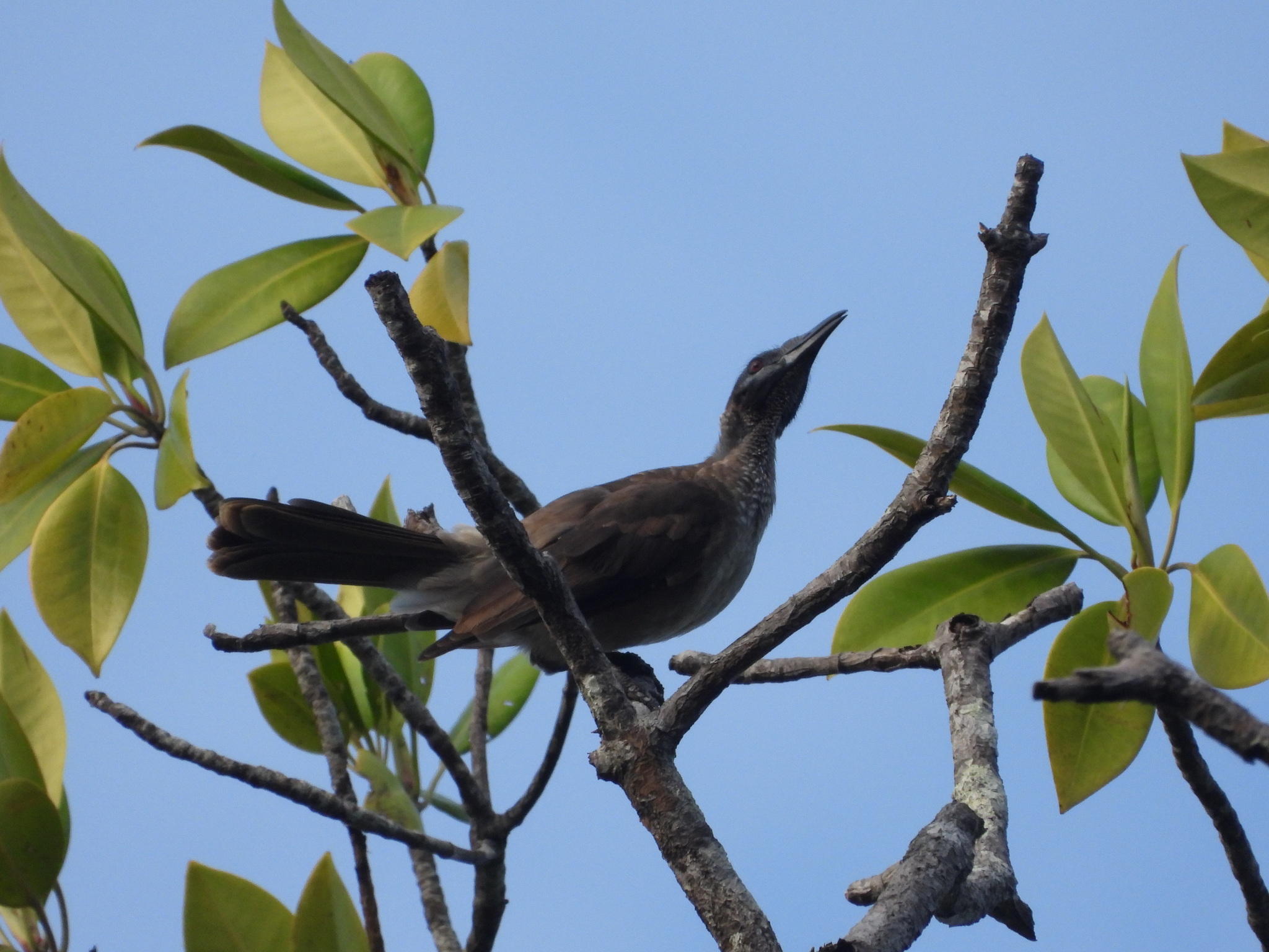 Helmeted Friarbird (Philemon buceroides), photo 9