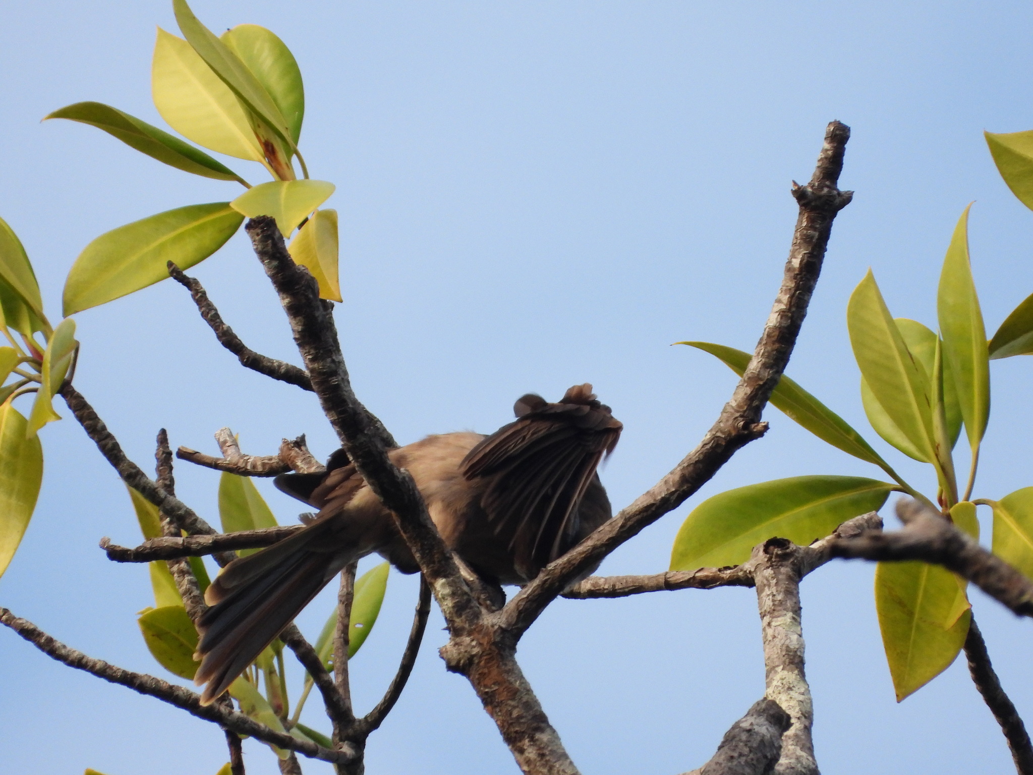 Helmeted Friarbird (Philemon buceroides), photo 10