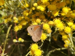 Cosmosatyrus leptoneuroides