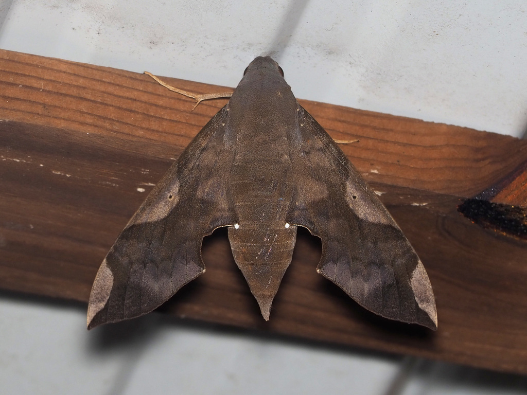 Pachylia syces