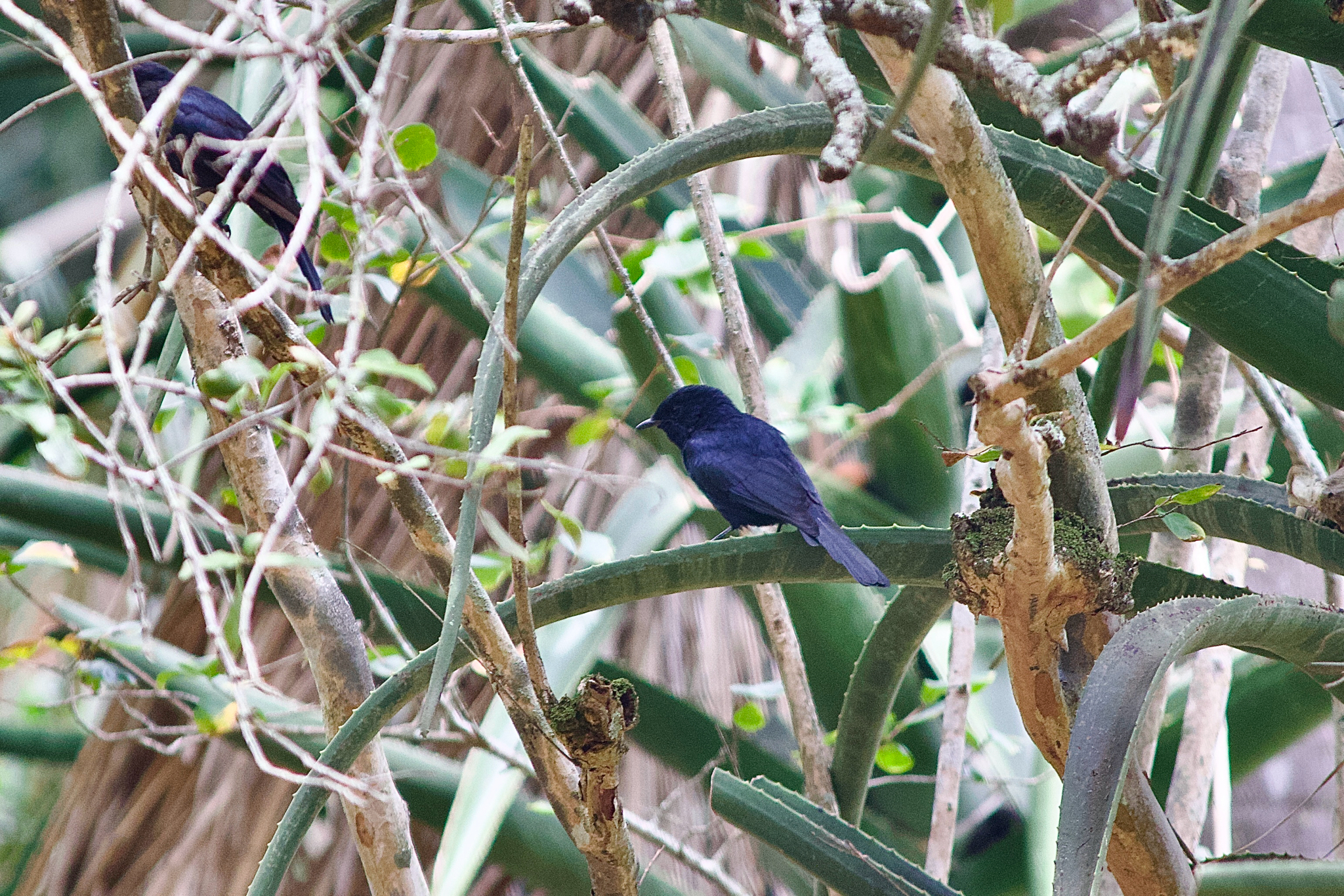 Southern Black Flycatcher (Melaenornis pammelaina), photo 5