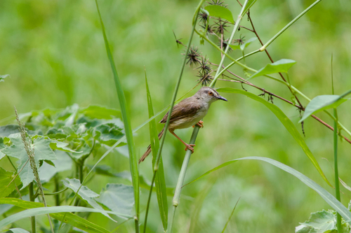 Tawny-flanked Prinia (Prinia subflava), photo 4